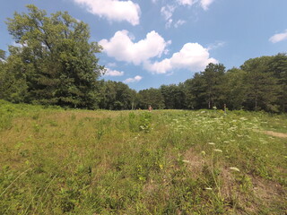 Obraz premium landscape with grass and blue sky