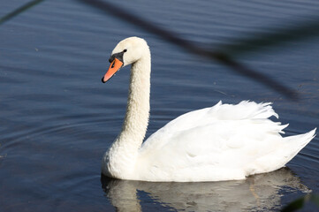 Closeup of swan swimming on rippled lake with reflections