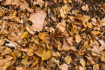 autumn yellow leaves wet from rain, rotten, in garden on mulched ground. natural natural background