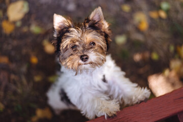 Beautiful Yorkshire terrier dog looks up. Warm autumn day. Small and faithful friend. Soft...