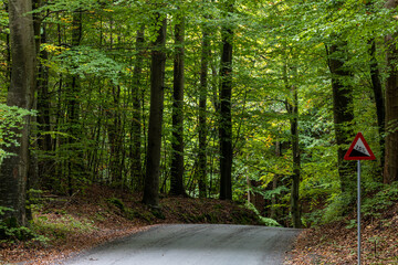 Mons Klint, Denmark A road through the forest and a 15 degree hill road sign.