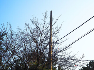 Pine trees in winter, Korea