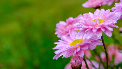 Chrysanthemum flowers close up. Pink Chrysanthemums. Floral background of autumn purple chrysanthemums with raindrops.
