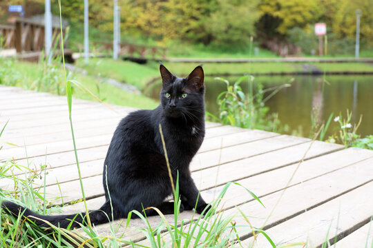 Black cat sitting on wooden boards on lake background, view through the grass. Portrait of street animal in autumn park - Powered by Adobe