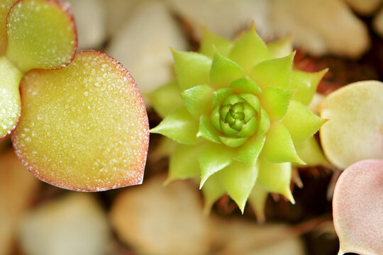 Tiny sempervivum succulents