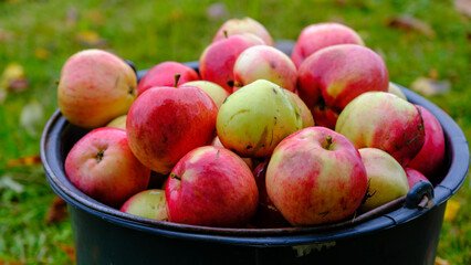 Black bucket with natural red apples on green grass background. A whole bucket of red apples