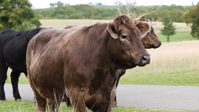 Beautiful cows by a road