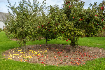 Fototapeta na wymiar Svendborg, Denmark Apple trees in a yard with fallen fruit.