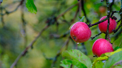 three apples in a orchard organic fruits with water drops dew natural nutrition food