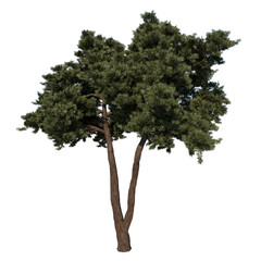 Front view tree ( Calabrian pine tree 2 ) png