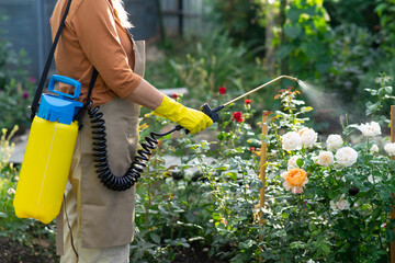 Female gardener with a bright yellow sprayer sprays a home rose garden with medicinal chemicals....