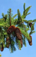 Pine cones tree