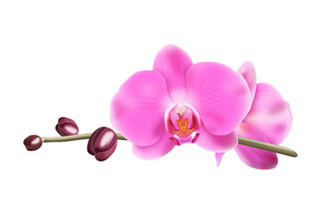 Naklejka na ściany i meble Różowa orchidea - gałązka z pąkami i pięknymi rozwiniętymi kwiatami. Ręcznie rysowana botaniczna ilustracja.