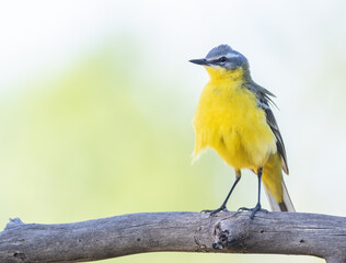 Western yellow wagtail, Motacilla flava. The male bird sits on a branch. The wind blows his feathers