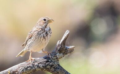 Corn bunting, Emberiza calandra. The male bird sits on a beautiful dry branch
