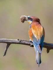 European bee-eater, Merops apiaster. A bird sits on a branch and holds a lump of earth in its beak