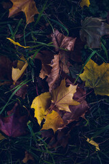 yellow autumn maple leaf on green grass