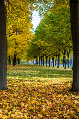 autumn park with yellow leaves on trees