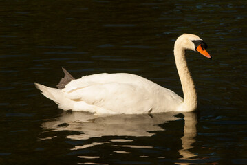cisnes