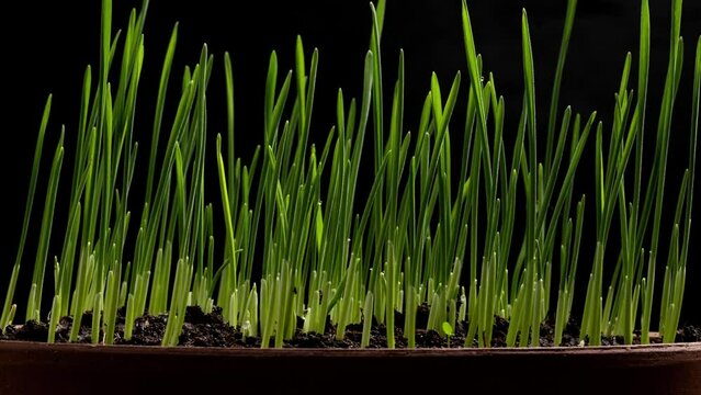 time lapse of growth of wheat