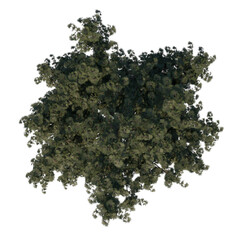 Obraz premium Top view tree ( Adolescent Calabrian pine tree 1 ) png