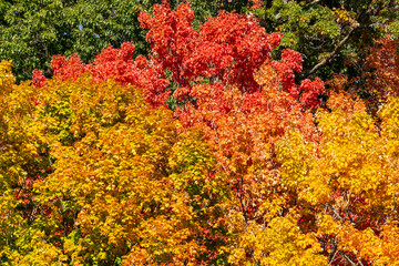 Colorful Fall Foliage Close Up