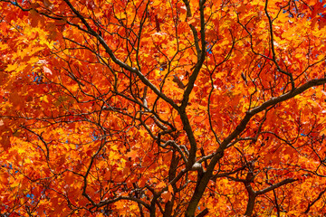 Colorful Fall Foliage Close up