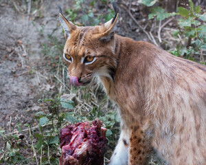 Eurasian lynx, a medium-sized wild cat and a piece of raw meat. Animals in the wildlife. Portrait