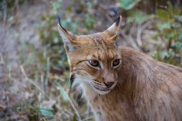 Eurasian lynx, a medium-sized wild cat