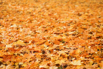 Autumn city park with fallen yellow maple leaves. Selective focus