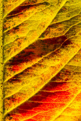 Closeup autumn fall extreme macro texture view of red orange wood sheet tree leaf glow in sun background. Inspirational nature october or september wallpaper. Change of seasons concept