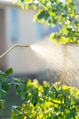 Close-up of a spray tip spraying chemicals. Processing of garden trees and shrubs. Sunset...