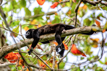 Howler monkey resting