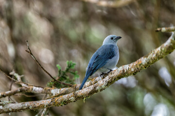 Blue-gray tanager on branch
