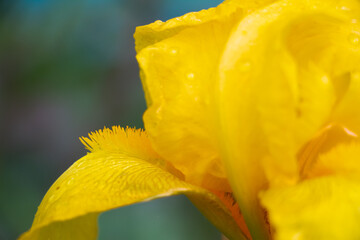 Gorgeous beautiful juicy yellow iris flower with a blurry background in  dark tones. Close up of bud, stamens. Rose, lily in a flower bed in the countryside. Nice rain drops on the flower