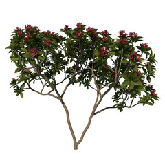 Front view tree ( Adolescent Franchipan Plumeria Rubra tree 1 ) png