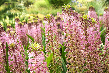 Beautiful flowering bushes of Eukomis against the background of greenery in the garden. Flowering eucomis with name Pink Gin.