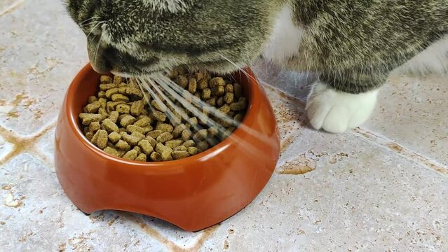 chat en train de manger des croquettes dans sa gamelle