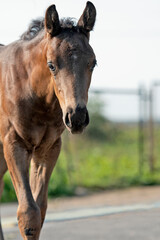 portrait of black beautiful   little foal walking forward . close up.
