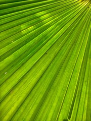 Fototapeta premium Palm leaf texture