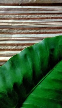 Green leaf of taro plant