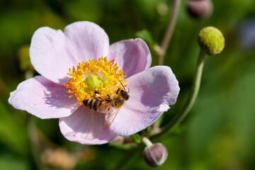 Obraz premium Hermosa flor violeta acompañada de una linda abeja