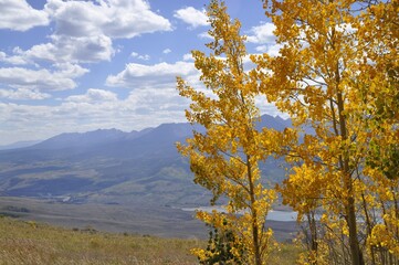 Fototapeta premium Vista panorámica de una bonita planta amarilla, y al fondo de las imponentes montañas en un bello verano.