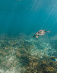 Naklejka na ściany i meble Sea turtle underwater, Baja California, Mexico