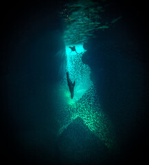 Sea lions underwater,  Baja California, Mexico