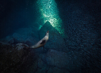 Sea lions underwater,  Baja California, Mexico
