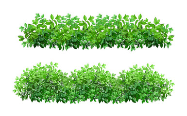 Obraz premium Ornamental green plant in the form of a hedge.Realistic garden shrub, seasonal bush, boxwood, tree crown bush foliage.For decorate of a park, a garden or a green fence.