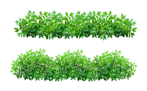 Ornamental green plant in the form of a hedge.Realistic garden shrub, seasonal bush, boxwood, tree crown bush foliage.For decorate of a park, a garden or a green fence.