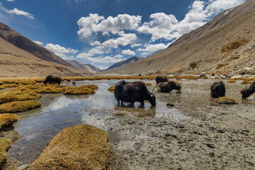 A herd of yak in a beautiful valley North, Ladakh, India