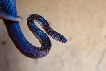 Wild dark skinned African snake